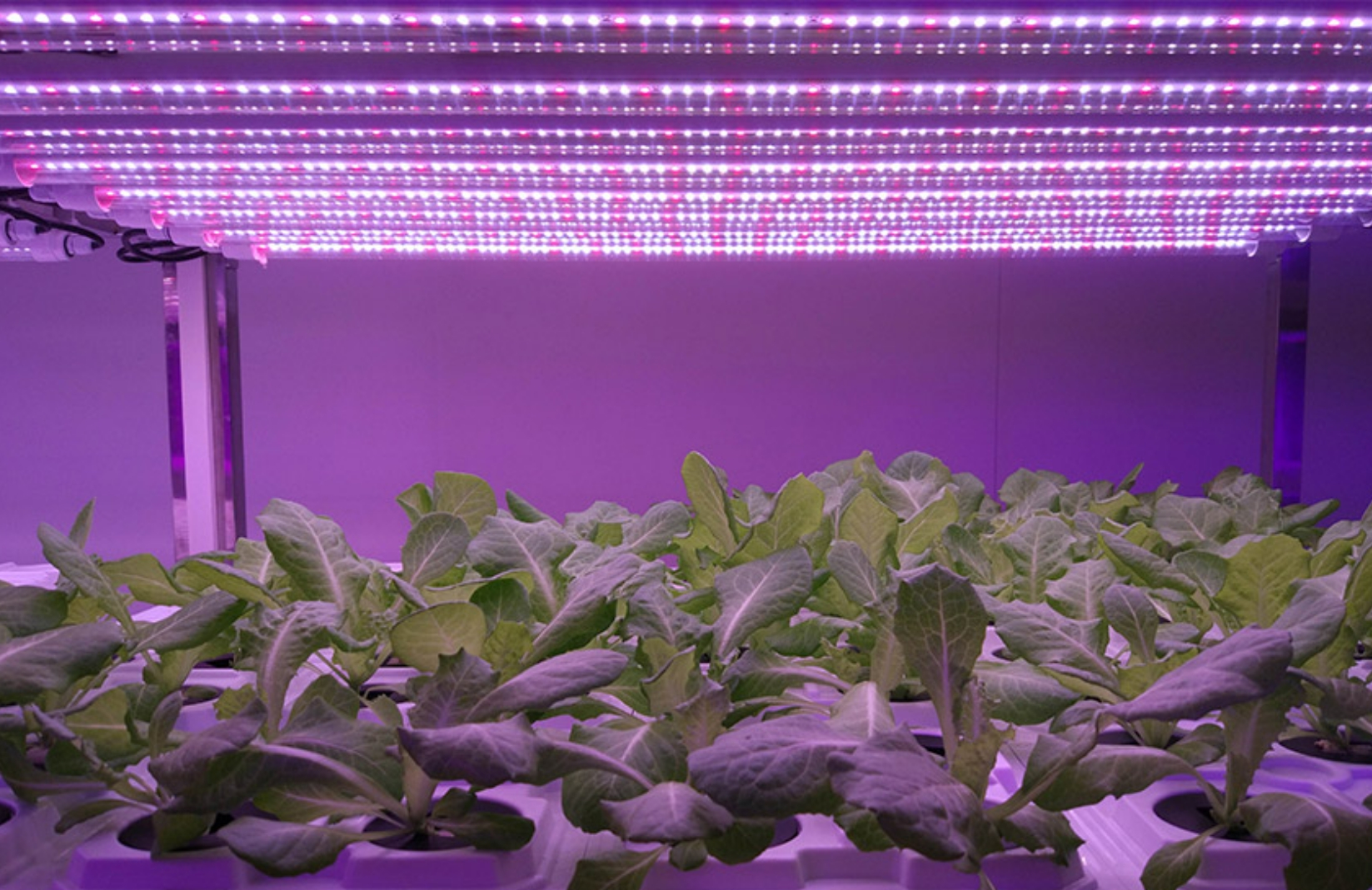 Karakteristisk for Plantefabrikken - Kan plantes vidt